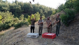 Kınalı Keklikler Doğaya Salındı